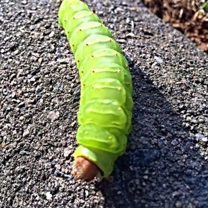 Meet your Posher, Trg